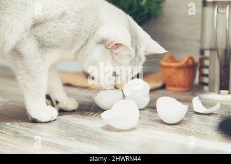 Lustige weiße britische Katze stiehlt Eierschalen aus der Küche. Stockfoto