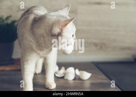 Lustige weiße britische Katze stiehlt Eierschalen aus der Küche. Selektiver Fokus. Stockfoto
