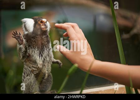 Ein neuer pelzigen Freund. Eine Frau, die sich zu einem niedlichen Affen streut. Stockfoto