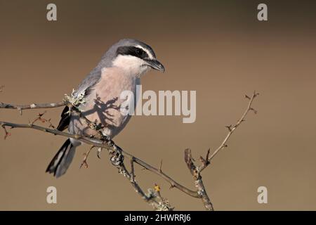 Südliche große Würge, Calera y Chozas, Spanien, April 2017 Stockfoto