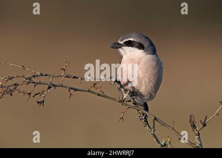 Südliche große Würge, Calera y Chozas, Spanien, April 2017 Stockfoto