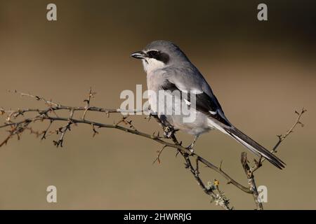 Südliche große Würge, Calera y Chozas, Spanien, April 2017 Stockfoto