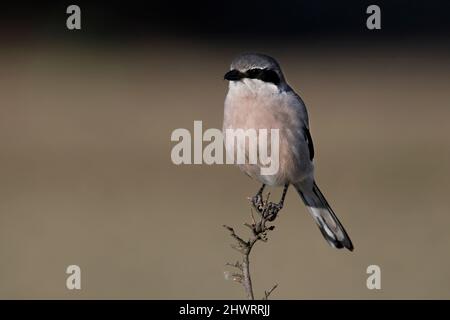 Südliche große Würge, Calera y Chozas, Spanien, April 2017 Stockfoto