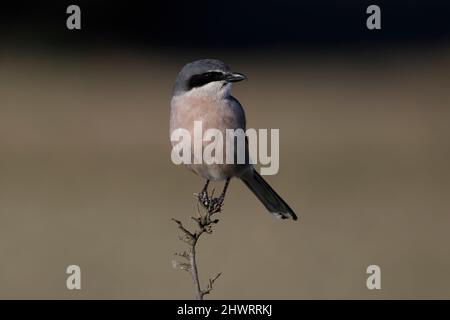 Südliche große Würge, Calera y Chozas, Spanien, April 2017 Stockfoto