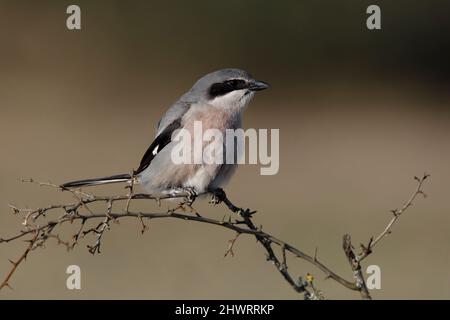 Südliche große Würge, Calera y Chozas, Spanien, April 2017 Stockfoto