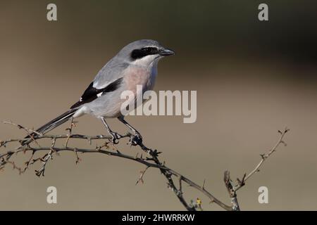 Südliche große Würge, Calera y Chozas, Spanien, April 2017 Stockfoto