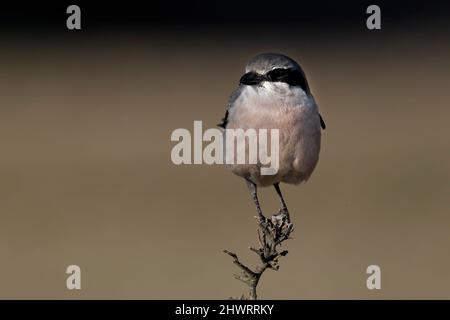 Südliche große Würge, Calera y Chozas, Spanien, April 2017 Stockfoto