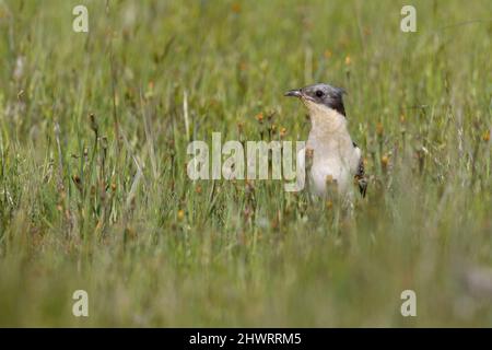 Great Spotted Cuckoo, Calera y Chozas, Spanien, April 2017 Stockfoto