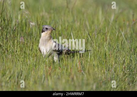 Great Spotted Cuckoo, Calera y Chozas, Spanien, April 2017 Stockfoto