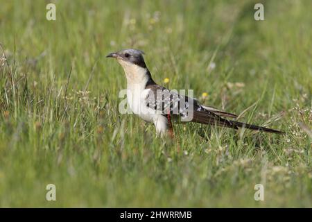 Great Spotted Cuckoo, Calera y Chozas, Spanien, April 2017 Stockfoto