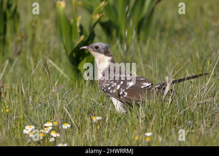 Great Spotted Cuckoo, Calera y Chozas, Spanien, April 2017 Stockfoto