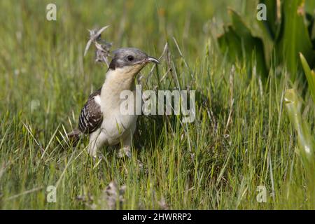 Great Spotted Cuckoo, Calera y Chozas, Spanien, April 2017 Stockfoto