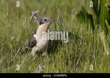 Great Spotted Cuckoo, Calera y Chozas, Spanien, April 2017 Stockfoto