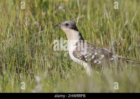 Great Spotted Cuckoo, Calera y Chozas, Spanien, April 2017 Stockfoto