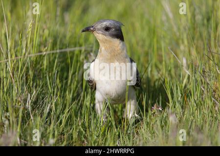 Great Spotted Cuckoo, Calera y Chozas, Spanien, April 2017 Stockfoto