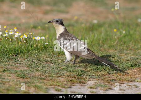 Great Spotted Cuckoo, Calera y Chozas, Spanien, April 2017 Stockfoto