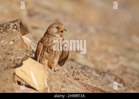 Lesser Kestrel, Calera y Chozas, Spanien, April 2017 Stockfoto