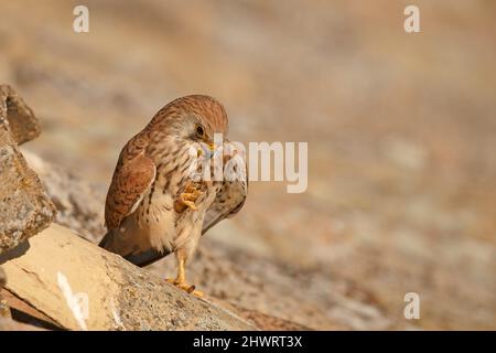 Lesser Kestrel, Calera y Chozas, Spanien, April 2017 Stockfoto