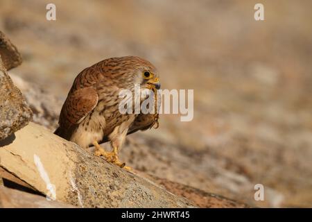 Lesser Kestrel, Calera y Chozas, Spanien, April 2017 Stockfoto