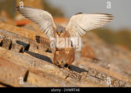 Lesser Kestrel, Calera y Chozas, Spanien, April 2017 Stockfoto