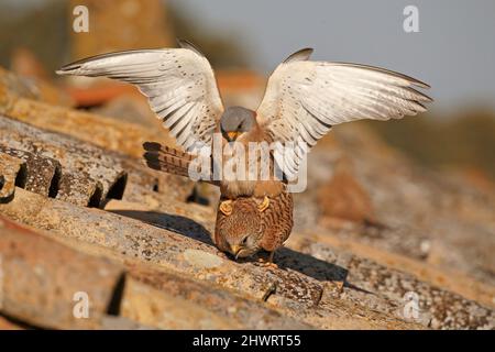 Lesser Kestrel, Calera y Chozas, Spanien, April 2017 Stockfoto