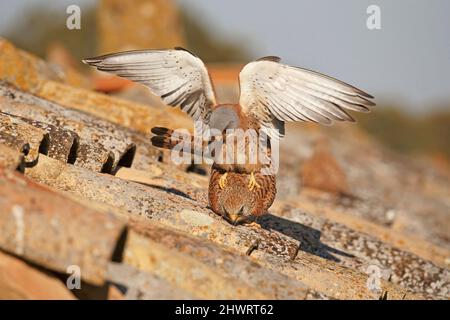 Lesser Kestrel, Calera y Chozas, Spanien, April 2017 Stockfoto