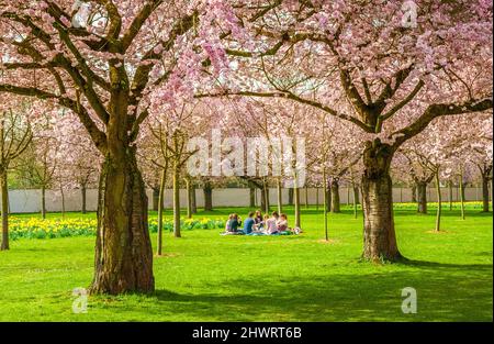 Tolle Aussicht auf junge Leute, die auf einer Decke inmitten blühender japanischer Zierkirschen sitzen und im berühmten Garten von... Stockfoto