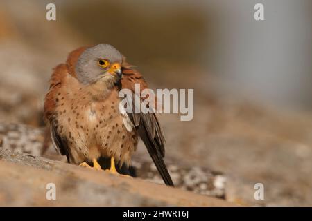 Lesser Kestrel, Calera y Chozas, Spanien, April 2017 Stockfoto