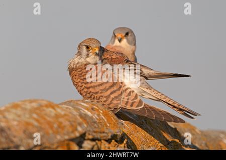 Lesser Kestrel, Calera y Chozas, Spanien, April 2017 Stockfoto