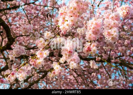 Herrliche Aussicht auf zahlreiche japanische Zierkirschenblüten (Prunus serrulata) auf Ästen im Frühjahr im berühmten Garten von Schloss Schwetzingen,... Stockfoto