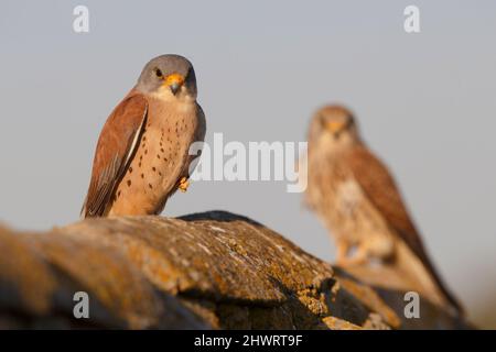 Lesser Kestrel, Calera y Chozas, Spanien, April 2017 Stockfoto