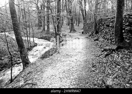 Der Sheppard’s Trail, ein kleiner Wanderweg, der durch einen Wald entlang des Mill Beck Stream im Lake District führt, England in Black and White Stockfoto