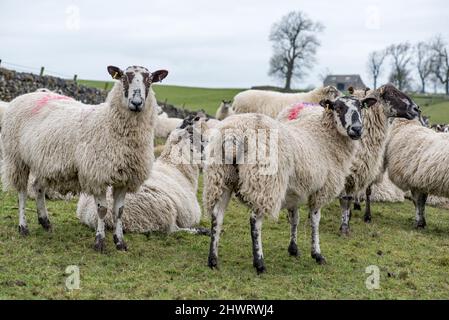 Stark trächtige Mutterschafe nähern sich ihren klammenden Fälligkeitsterminen. Entlang des lLeds Liverpool-Kanals in Gargrave Stockfoto