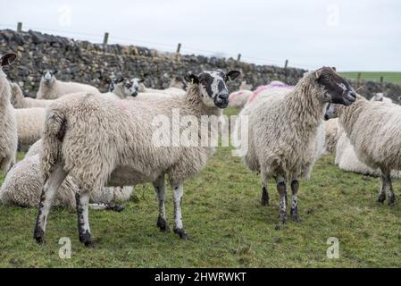 Stark trächtige Mutterschafe nähern sich ihren klammenden Fälligkeitsterminen. Entlang des lLeds Liverpool-Kanals in Gargrave Stockfoto