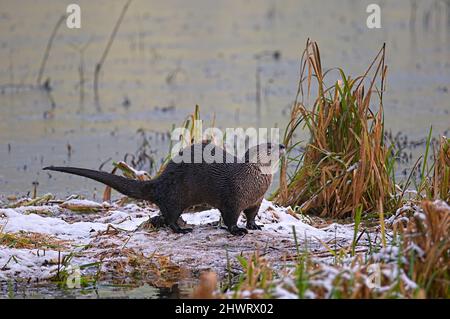 North American River Otter im Schnee am Flussufer (Lontra canadensis). Stockfoto