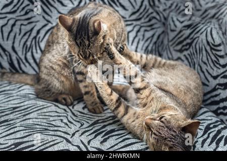 Zwei Katzen spielen zusammen Porträt Stockfoto