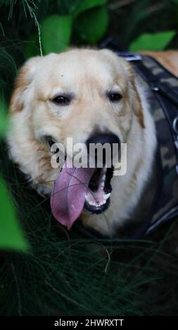 Vertikale Nahaufnahme eines niedlichen goldenen Retriever-Hundes, der mit seiner Zunge in einem dunkelgrünen Garten keucht Stockfoto