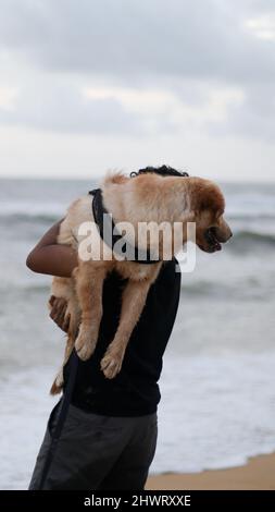 golden Retriever Hund, der Angst hat, dass die Strandwellen von seiner Person aufgenommen und an einem bewölkten Abend zum Strand gebracht werden Stockfoto