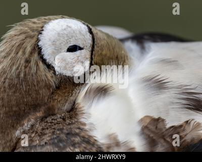 Nahaufnahme von Spectacled Eider Stockfoto