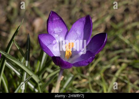 Purpurner Krokus Ruby Giant Stockfoto