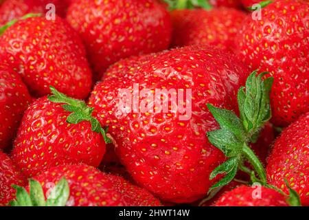 Nahaufnahme von roten Erdbeeren. Draufsicht. Stockfoto