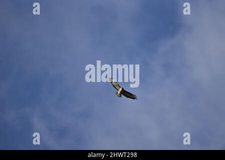 Im März steigt der gemeine Buteo (Buteo buteo) gegen einen blauen Himmel mit gespreizten Flügeln und Beinen in Mid-Wales, Großbritannien, nach oben Stockfoto