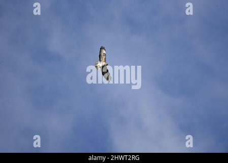 Sonnenbeschienene Aufnahme eines gewöhnlichen Bussards (Buteo buteo), der von links nach rechts vom Bild gegen einen Hintergrund aus blauem Himmel und Fair Weather Cloud in Mid-Wales, Großbritannien, fliegt Stockfoto