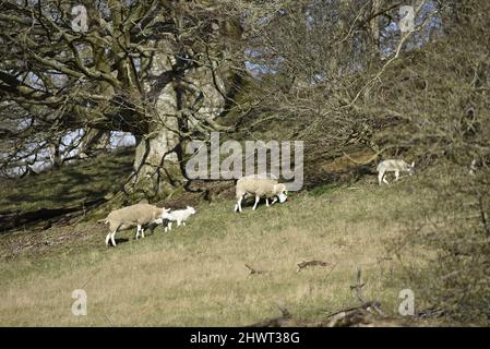Schafe mit Lämmern, die an einem sonnigen Frühlingstag im März auf einem walisischen Hügel in Mid-Wales, Großbritannien, weiden Stockfoto