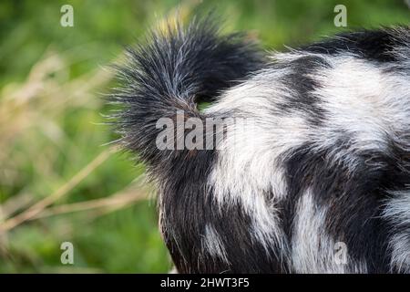 Flauschiger Schwanz auf einem braunen mit Flecken Ziege Stockfoto