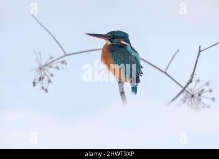 Gewöhnlicher Eisvögel (Alcedo atthis), der in schneebedeckter und kalter Winterzeit auf der Jagd war Stockfoto