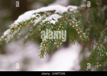 Winter Fichtenzweige, mit glänzenden Tropfen schmelzenden Schnees auf den Zweigen im Sonnenlicht auf einem hellen Hintergrund mit weichem Fokus im Vordergrund und b Stockfoto