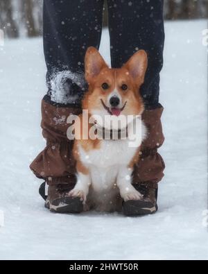 Der welsh Corgi pembroke sitzt im Winter zwischen den Beinen des Besitzers in der Nähe der Stiefel auf einem Waldspaziergang Stockfoto