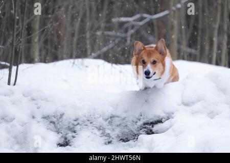 Lustige rote Hündin der pembroke welsh Corgi Rasse in einem Sprung durch den Baumstamm im Winter Stockfoto
