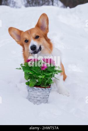 Süßer Hund rot welsh Corgi pembroke hält im Mund einen Korb mit Blumen auf Schnee. Stockfoto